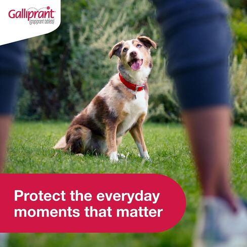 Galliprant Osteoarthritis Pain & Inflammation Control for Dogs | 60 mg | 15 Flavored Tablets in Saudi Arabia