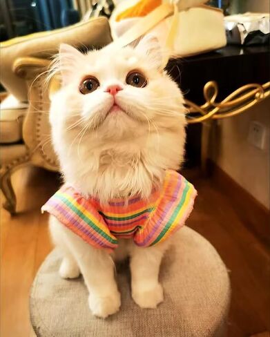 Dog Dress Clothes Puppy Birthday Outfit Pet T-Shirt Cut Rainbow Striped Summer Skirt Dresses for Small Medium Dogs Cats in Saudi Arabia