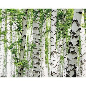 WUIVCTR Paint by Number Kits Lush Birch Forest Natural Scenery DIY Canvas Oil Painting, Adults Beginner with Brushes and Acrylic Pigment, 16x20 Inch