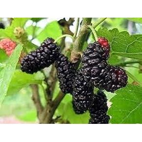 Mulberry Fragrance Oil 1 oz Bottle Premium Grade for Candle and Soap Making by Midway Mercantile