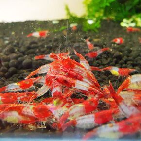 Red Rili Shrimps Live Freshwater Shrimp Aquarium Neocaridina Inverts RCS (10 Shrimps (+1))