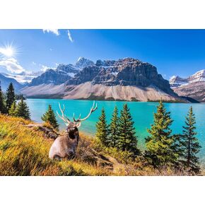 Jigsaw Puzzles for Adults 1000 Piece Puzzle for Adults 1000 Pieces Puzzle 1000 Pieces-Colourful Pets Collage
