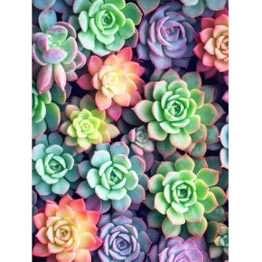 Arpilul Succulent Diamond Art Kit - 12x16 Inch Diamond Painting Kits for Adults, Succulent Plant DIY Art for Beginners, Perfect for Home Wall Decor, Relaxation & Gifts (Plant-Z-02)