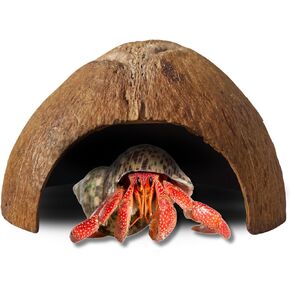 Half Coconut Shell Hut Polished