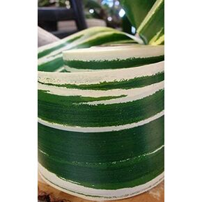 Richland Variegated Aspidistra Leaf 4" Ribbon Green & Cream 50 Yards