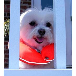 Reflective Glow Orange Keep Dogs on The Safe Side of The Fence - Glow Orange 10-13"