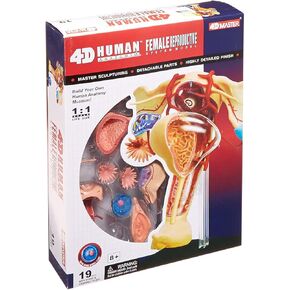 Famemaster 4D-Vision Human Female Reproductive Anatomy Model, 10"