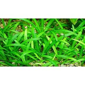 10x Dwarf Sagittaria Subulata Live Aquarium Plant Dwarf Sag Freshwater Aquatic Carpeting Plant BUY2GET1FREE