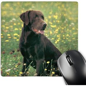 3dRose - Dogs Labrador Retriever - Chocolate Labrador Retriever - Mouse Pads (mp-806-1)