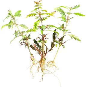 Hygro Pinna - Hygrophila pinnatifida Live Aquarium Plants - Buy2get1