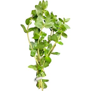 Bacopa caroliniana Bunched Live Aquarium Plants