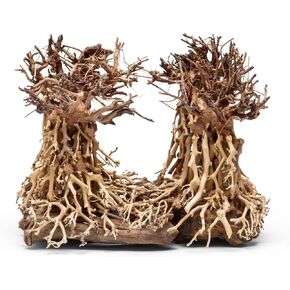 Ultum Nature Systems Bonsai - Handcrafted Hardscape Driftwood for Aquarium, Terrarium, Vivarium, Natural Aquascape Hardscape Decorations, Aquascaping Hardscape for Live Aquatic Plants - 004, Small