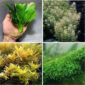 Live Aquarium Plant Variety Pack Amazon Sword Java Moss Anacharis Ludwigia Java Fern and More