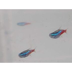 Quinn's Fins 6 Neon Tetra