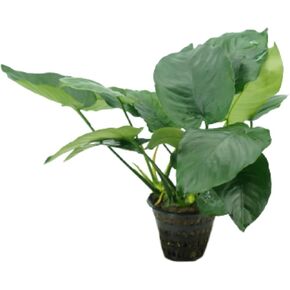 Greenpro | Anubias Barteri VAR. Barteri XXL Mother Pot Easy Live Aquarium Plant for Medium to Large Tank Beginner