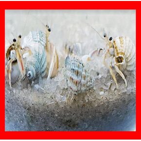 20+ Live Small Marine White-Legged Hermit Crabs Reef Safe Algae Eaters Cleanup Crew for Saltwater Aquariums Natural Scavengers for Nano Reef and Fish Tanks