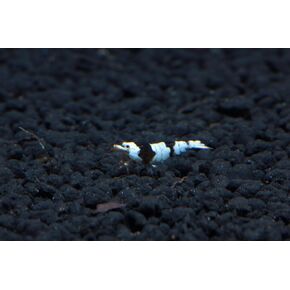 Crystal Black S Grade Live Freshwater Aquarium Shrimp - 1/4 to 1/2 Inch Long (5 Count)