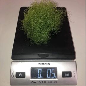 Live Saltwater Plant CHAETOMORPHA Macro Algae .5 OZ / 1 Cup Chaeto Refugium with Live Copepods and Amphipods - 1 Cup