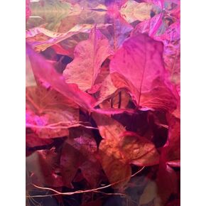 Red Tiger Lotus Lily Plant with Bulb, Nymphea Zenkeri, Live Aquarium Plant, (1 per Order)