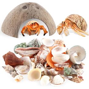 60 Pcs Hermit Crab Supplies Seashells with 1 Pcs Natural Coconut Hut for Small and Medium Crabs Fish Tank Decor Hide Reptile Hideouts