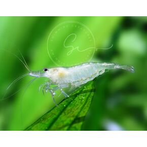 Swimming Creatures™ 7 Amano-Snow Premium Grade Shrimp - Caridina multidentata VAR. Snow Freshwater Aquarium Shrimp Live.
