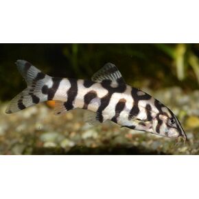 3 Yoyo Loaches (Botia almorhae) Freshwater Aquarium Fish Live (Size Approx. 1")