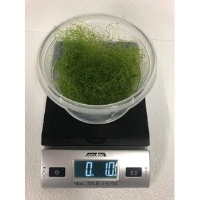 Live Saltwater Plant CHAETOMORPHA Macro Algae 1 OZ / 2 Cups Chaeto Refugium with Live Copepods and Amphipods - 2 Cups