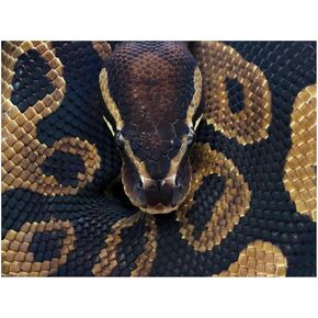 Fabioyar Diamond Art Kits for Adults - Frameless Ball Phyton Snake 5d Diamond Painting Kits for Adults Beginners for Home Wall Decor 12 X 16 Inch in Saudi Arabia