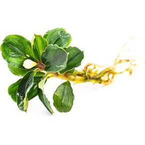 Bucephalandra Live Aquarium Plant Collection - Rare Aquatic Plants for Lush Aquarium Scapes, Natural Freshwater Fish Tank Decorations, Ideal Gift for Aquarists (10 Loose Plants)