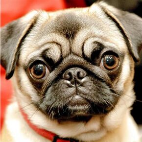 pigpigboss Pug Diamond Painting Kits, 5D Full Diamond Painting by Numbers, Pug Face Diamond Dots Art, Cute Dog Paint with Diamonds Arts Crafts for Adult Dog Lovers (11.8 x 11.8 inches)