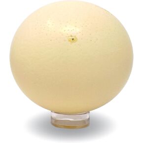 American Ostrich Farms | Ostrich Eggshell, X-Large, Natural Sheen | Authentic Decorative Shell Laid in USA in Saudi Arabia