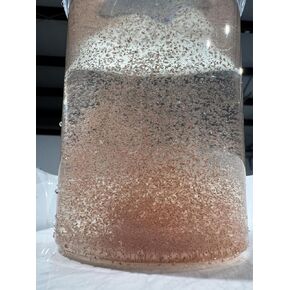 7,000+ Live Daphnia Magna Moina Macrocopa Culture, Overnight Shipping, feeders for Baby Fish and Axolotls