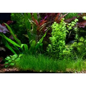 Dwarf Hair Grass Carpet Portion Live Aquarium Plant Freshwater - Buy 2 Get 1