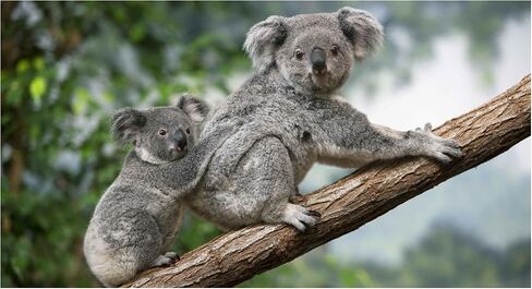 مخطط تقويم الجيب لمدة عامين مع لوحة ملاحظات مجانية ، الحياة البرية والحيوانات (Koala Bears ، 2026-2027) in Kuwait