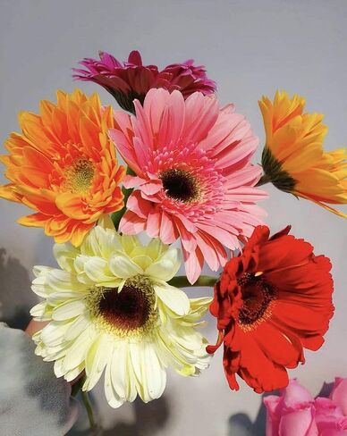 S-shine Assorted Color Mixed Four Colors Flower Pens Daisy Flower Ball Pen Ballpoint Pens Ball Point Writing Pen (1 Dozen (12pcs)) in Saudi Arabia