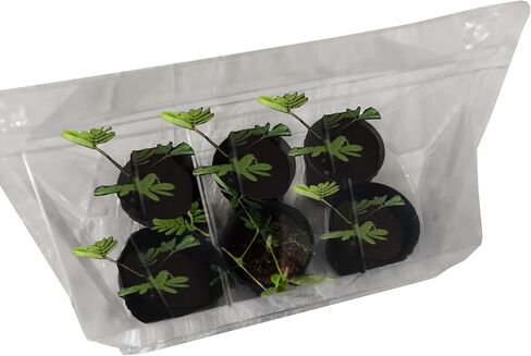 Zombie Plant Seed Packets (2) – Grow Your own Live Zombie Plant! Watch it Play Dead When Touched. Comes Back to Life in Minutes! Educational STEM, and Interactive Indoor Fun or Party Favor in Saudi Arabia