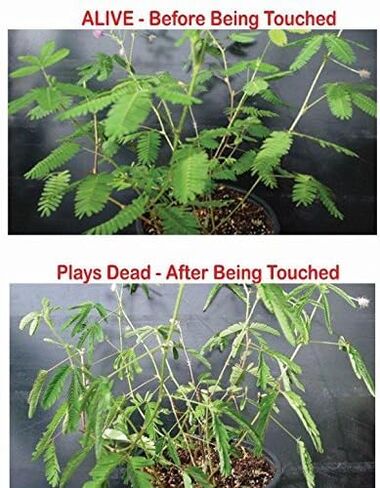 Zombie Plant Seed Packets (2) – Grow Your own Live Zombie Plant! Watch it Play Dead When Touched. Comes Back to Life in Minutes! Educational STEM, and Interactive Indoor Fun or Party Favor in Saudi Arabia