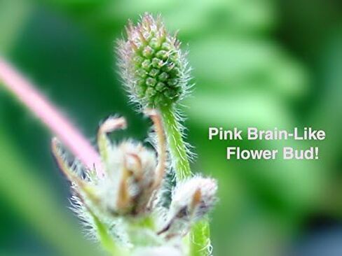 Zombie Plant Seed Packets (2) – Grow Your own Live Zombie Plant! Watch it Play Dead When Touched. Comes Back to Life in Minutes! Educational STEM, and Interactive Indoor Fun or Party Favor in Saudi Arabia