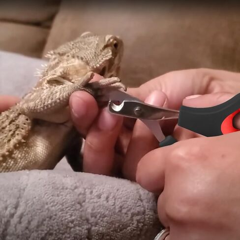 Bearded Dragon Nail Clippers,Stainless Steel Bearded Dragon Toe Nail Clippers with Precise Angled Edges,Professional Grooming Pet Tool for Reptile Nail Clippers Bearded Dragon in Saudi Arabia