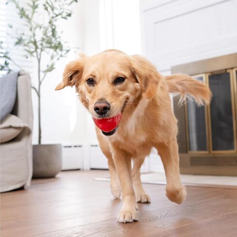 Outward Hound Dental Asparagus Treat-Dispensing Dental Dog Chew Toy, Medium, Green in Kuwait