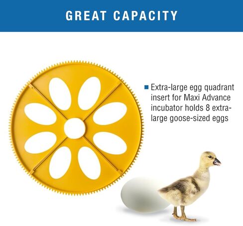 Brinsea Products Maxi Advance Incubator Extra Large Egg Quadrants Insert (8 Goose Eggs), Yellow in Kuwait