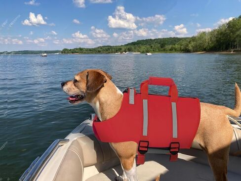Queenmore Dog Life Jacket,Dog Life Vest for Swimming,Small Dog Swim Vest,Lightweigth Adjustable Reflective Puppy Pet Float Life Preserver Vest with Back Zip,Rescue Handle,Metal Hook (Green S) in Kuwait