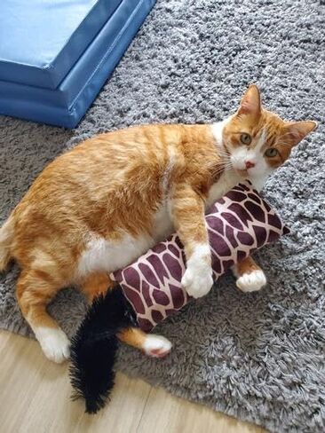 كونج - نمط الزرافة كيكيرو - لعبة القط الجذابة، النعناع البري الفاخر في أمريكا الشمالية in Kuwait