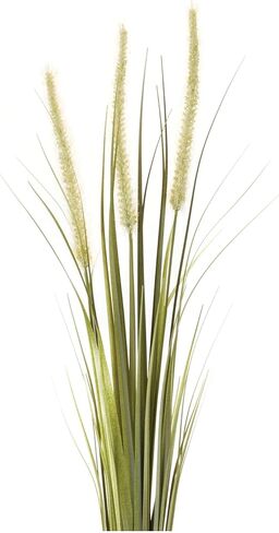 Foxtail Bush (مجموعة من 6) in Saudi Arabia