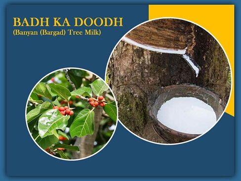 كريستينا باد كا دوده (DUDH) 50 غرام | Banyan (Bargad) Tree Milk- Pure & Natural Plant Product | ملحق الايورفيدا لضوء فاتا ، بيتا وكافا | حل واحد للعديد من المشاكل الصحية in Saudi Arabia