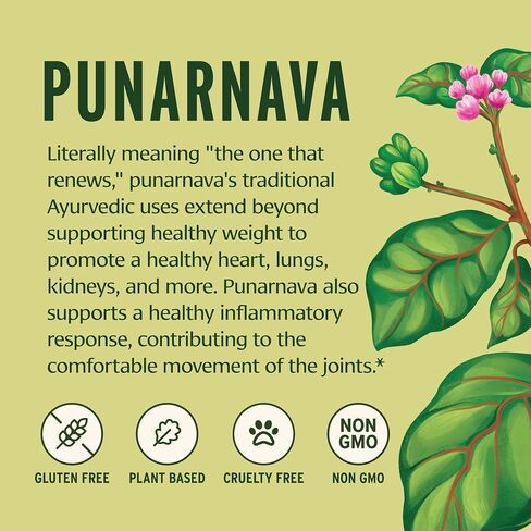 Banyan Botanicals Organic Punarnava Powder – Boerhavia diffusa – for Weight Management, Liver & Kidney Support & More* – 1/2lb. ­– Non-GMO Sustainably Sourced Vegan in Saudi Arabia
