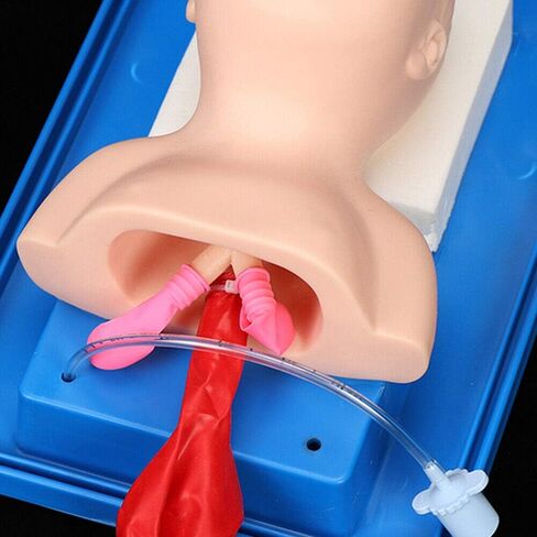 CNCEST Airway Manikin Study Teaching Model, Oral Nasal Intubation Manikin Training Study Teaching, Model Airway Management Trainer (Children's Model) in Saudi Arabia
