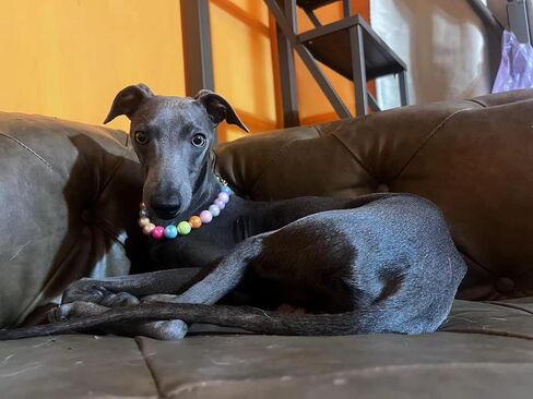 Dogs necklace,Pet Fashion Necklace,Colorful Beaded Necklace, in Kuwait