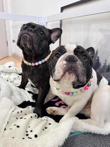 Dogs necklace,Pet Fashion Necklace,Colorful Beaded Necklace, in Kuwait