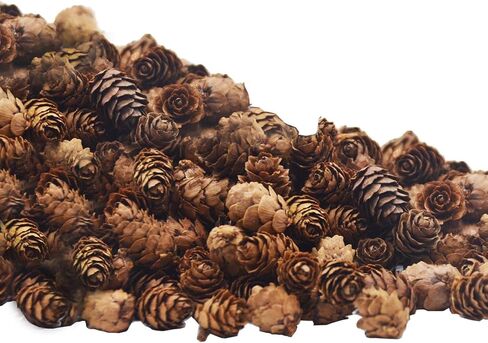 Deloky 150 Pcs Christmas Natural Mini Pine Cones- 2CM Thanksgiving Small Pinecones Ornaments Vase Fillers for DIY Crafts, Home Decorations, Fall and Christmas, Wedding Decor in Saudi Arabia